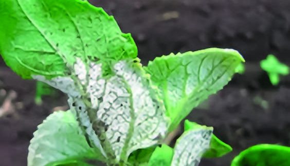 Пероноспороз соняшнику