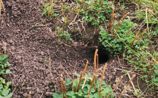 Повреждение посевов мышевидными грызунами