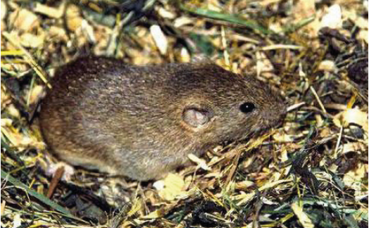 Полевка общественная