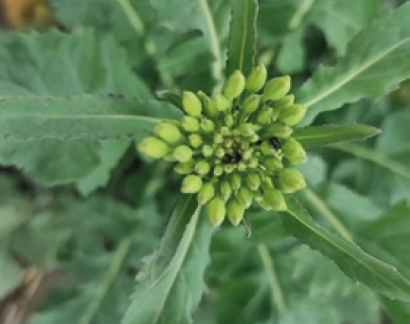 Рапсовый цветоед