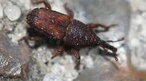 Рисовый долгоносик