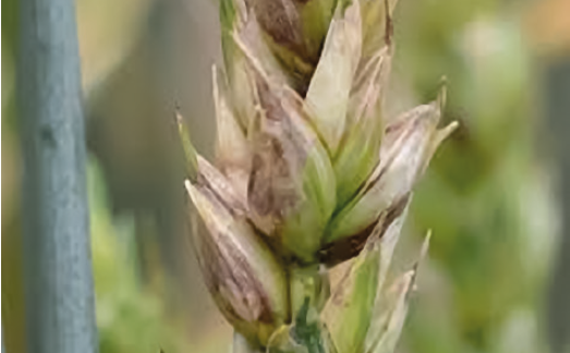 Септоріоз колоса