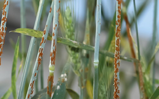 Стеблова іржа зернових