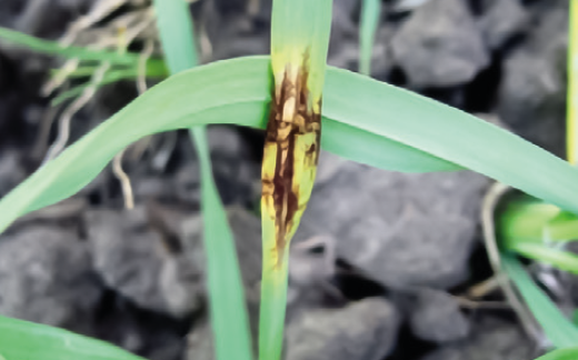 Сітчаста плямистість ячменю