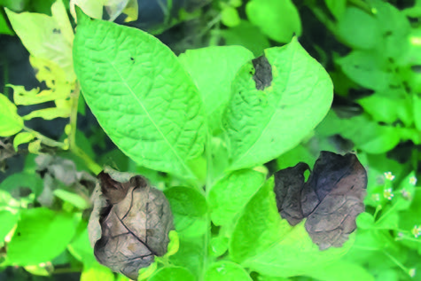 Фитофтороз картофеля