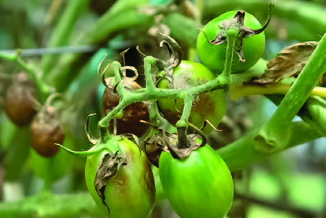 Фитофтороз томатов