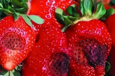 Фитофторозная гниль плодов