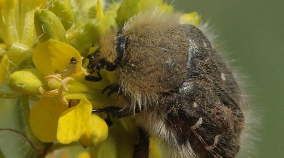Оленка Мохната