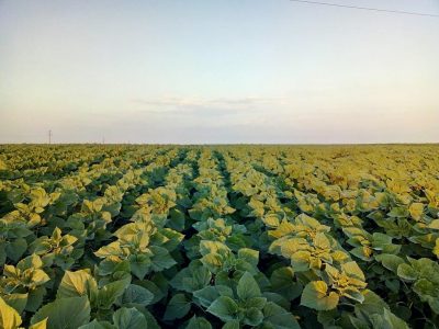 Гібрид соняшнику IN5543imi станом на 20 червня, на демополі "Липівка" (Вінницька обл.)