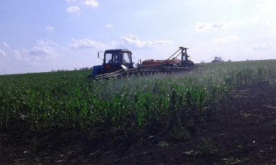 Підживлення та внесення інсектициду Оперкот Акро на демополі в Кіровоградській області