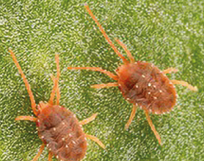 Бурий плодовий кліщ