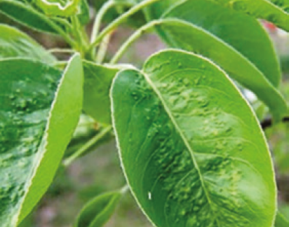 Грушевий, галовий кліщ