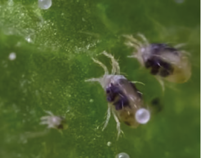 Звичайний павутинний кліщ