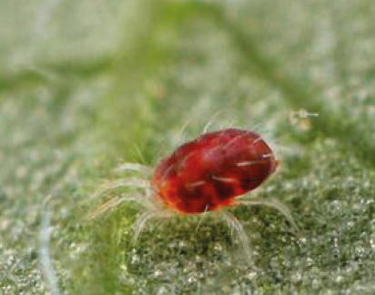 Красный плодовый клещ