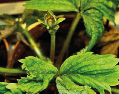 Суничный клещ