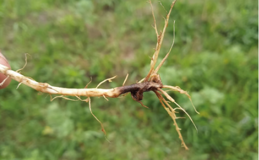 Кореневі гнилі