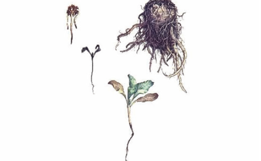 Корнеед свеклы