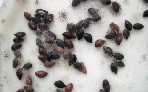 Плесневение семян