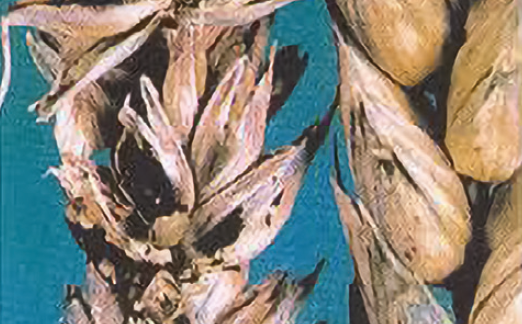 Тверда сажка