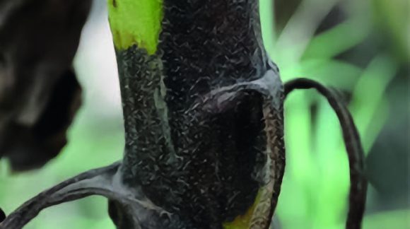 Фомоз подсолнечника