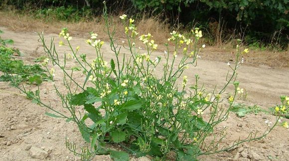 Редька дикая