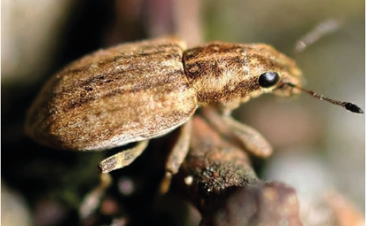 Бульбочковий довгоносик