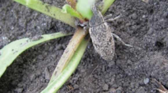 Буряковий довгоносик