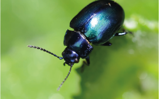 Крестоцветная блошка