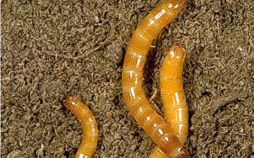 Личинка ковалика