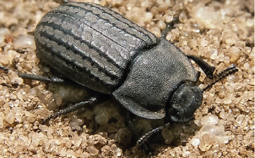 Мідляк піщаний