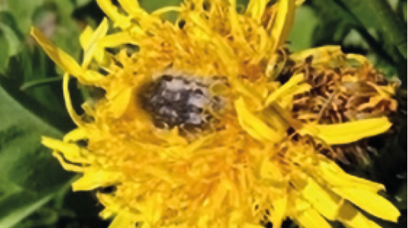 Оленка Волохата