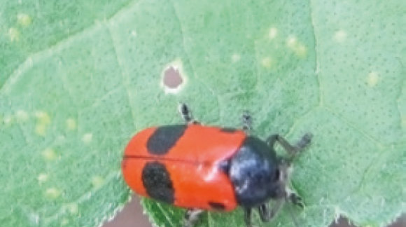 Жук-листоед