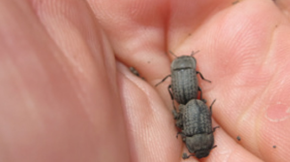 Песчаный медляк