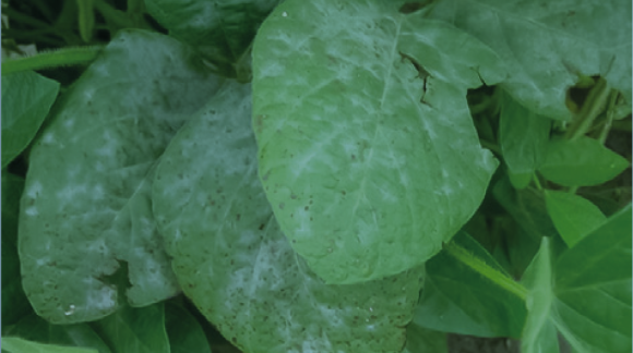 Борошниста роса та септоріоз сої