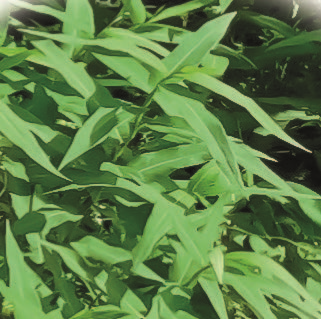 Горец вьюнковый