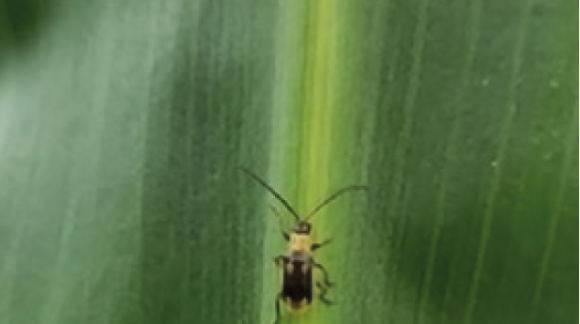 Диабротика(имаго)