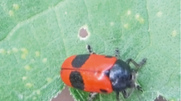 Жук листоед