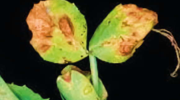 Пероноспороз гороху