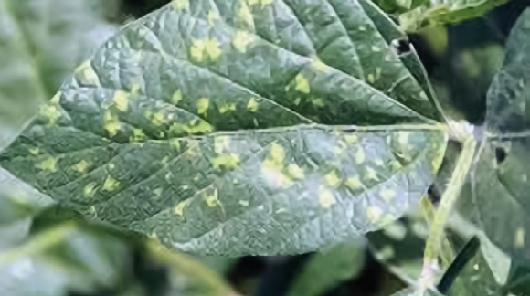 Пероноспороз сои