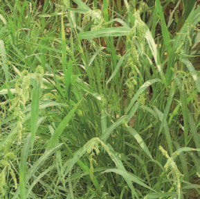 Просо куриное