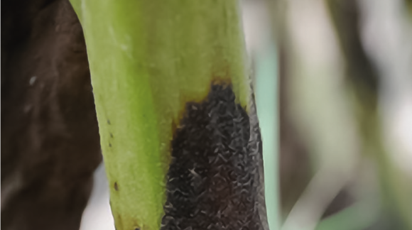 Фомоз соняшнику