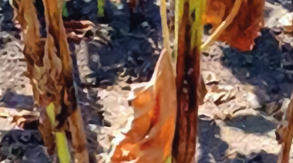 Фомопсис соняшнику