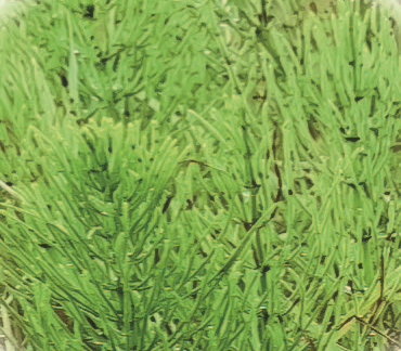 Хвощ полевой