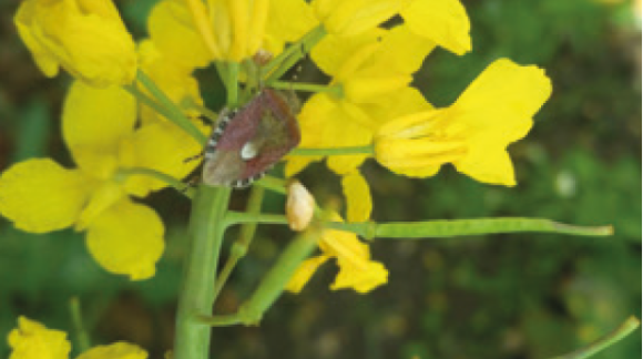 Хрестоцвітий клоп