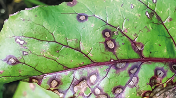 Церкоспороз цукрових буряків