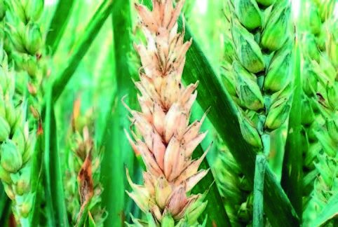 Фузаріоз колоса