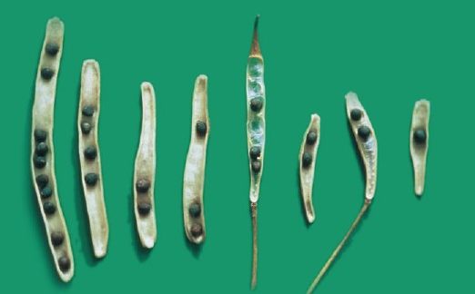 Вплив дефіциту сірки на кількість зерен в стручку