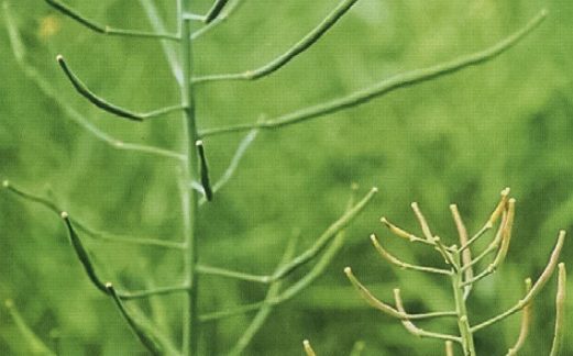 Вплив дефіциту сірки на кількість зерен в стручку_