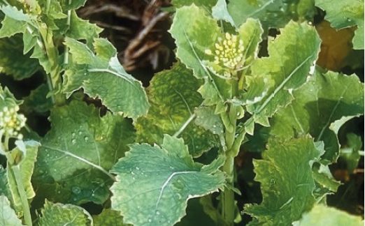 Ознаки дефіциту сірки на ріпаку у фазу бутонізації