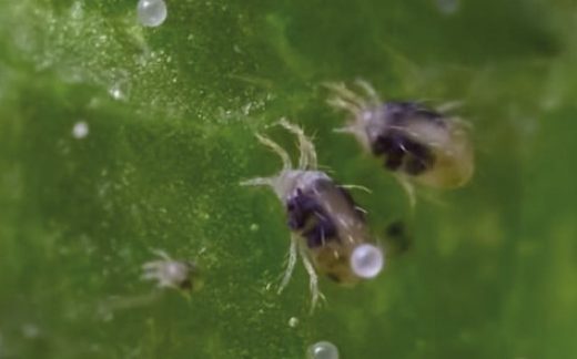 Павутинний кліщ